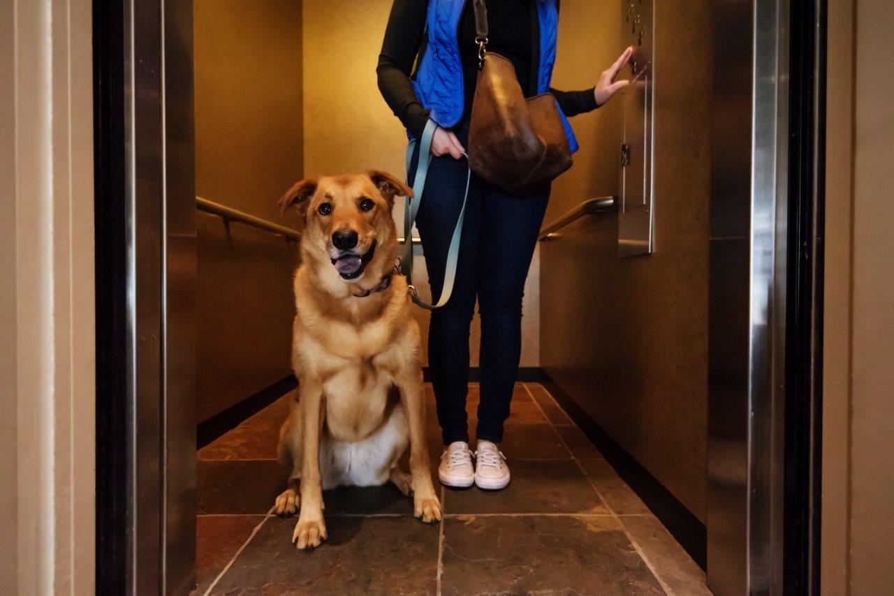 Pet-Friendly Suites