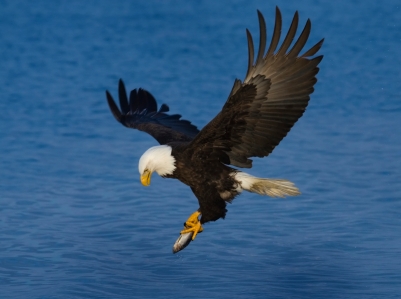 Eagle